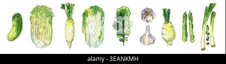 Chinese cabbage. Vegetable. Watercolor illustration of food on a white background. Color and ink Stock Photo