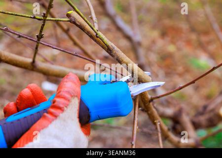 Gardener cuts branches off plants with pruning shears in yard on clear spring day while wearing gloves. Stock Photo