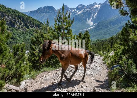 Small brown horse walking on a rocky path through Valbona Valley with majestic mountains in Albania Stock Photo