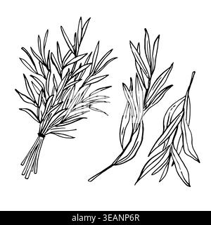 Tarragon. Food illustrations. Vegetables sketch vector ink. Fresh farm products Stock Photo