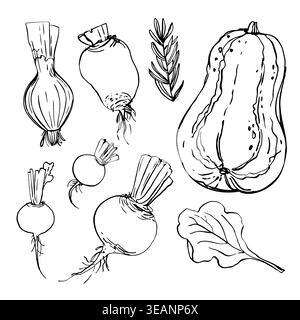 Vegetables. Pumpkin, beetroot, onion, radish. Black ink drawing on a white background. Stock Photo