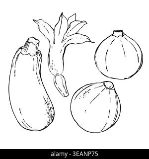 Zucchini. Food illustrations. Vegetables sketch vector ink. Fresh farm products Stock Photo