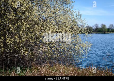 Willow tree branches covered with catkins along a lakeside in the UK countryside on a pleasant spring day. Stock Photo