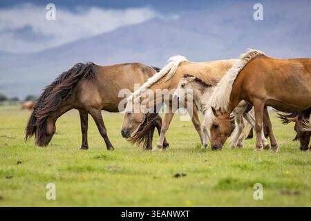 Mongolian horses (Equus caballus) grazing on the steppe near Elsen ...
