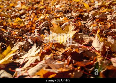 Colorful seasonal autumn background of silver maple leaves (aka acer saccharinum) with one particular leaf in focus, on a beautiful fall day. Stock Photo