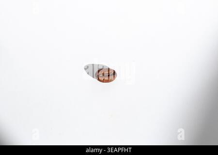 Shot of the single roasted coffee bean Stock Photo