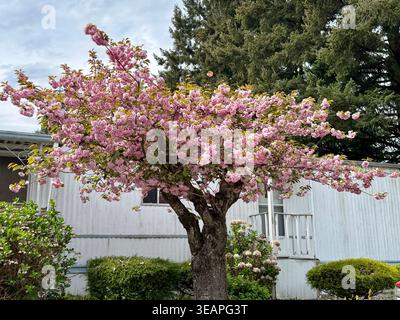 A vibrant pink cherry blossom tree in full bloom stands before a residential manufactured home on a sunny spring day in suburban British Columbia. Stock Photo