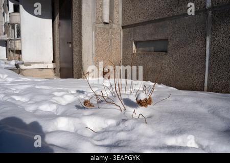 dried hydrangea seedheads and brittle stems poking through a fresh snowdrift in bright winter sunlight, framed by a rough concrete apartment facade, c Stock Photo