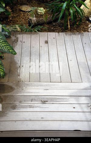 wet gray wooden deck of parallel planks with water stains and textured grain, framed by tropical green foliage, mulch, rocks and a log a calm, natural Stock Photo