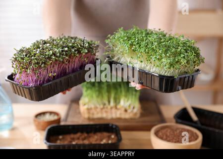 Woman holding containers with microgreens at table indoors, closeup Stock Photo