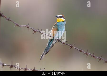 European bee-eater (Merops apiaster) perched on barbed wire with soft natural background, Italy Stock Photo