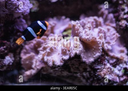 Underwater scene with black clownfish and pink coral structures in deep blue water, illuminated by soft purple light Stock Photo