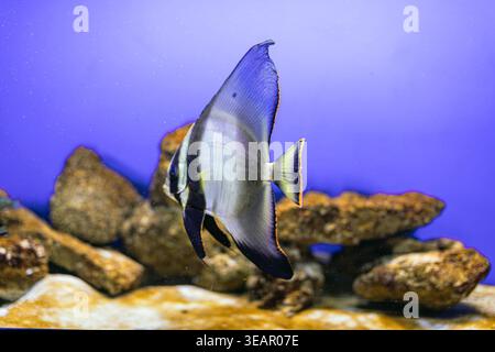 Striped fish mid-swim in an aquarium tank Dark-gravel bottom, rock formations, clear water, artificial lighting Stock Photo