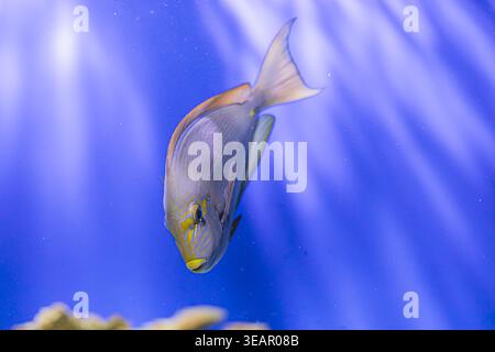 Underwater tranquility, silver and blue fish swimming rightward, deep blue ocean background, upward perspective, soft lighting from above Stock Photo