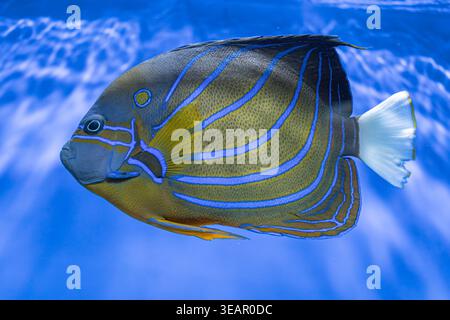 Underwater scene with puffer fish, swimming left, yellow-blue stripes, black head, deep blue background, light ray, clear water, vivid color, direct p Stock Photo