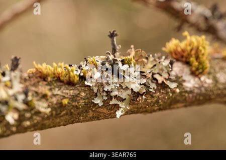 Close-up of yellow and grey lichen growing on a tree branch in natural daylight. Macro photography of natural textures and organic patterns on wood. Stock Photo