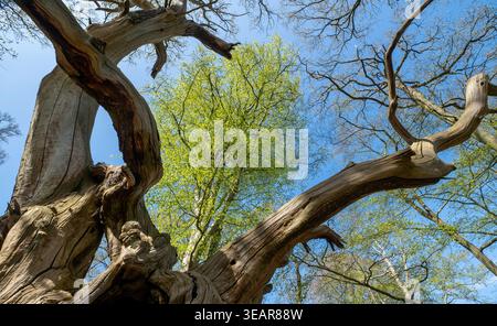 An ancient dead tree alongside fresh spring growth on trees in woodland, Worcestershire, England. Stock Photo