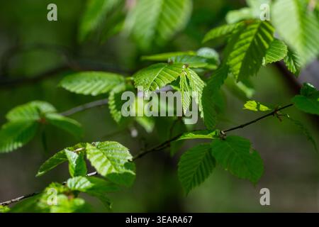 The image shows a close-up of vibrant green leaves on a tree branch, bathed in soft sunlight. The leaves are in focus, showcasing their intricate vein Stock Photo
