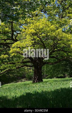 Tree Branches Spring Majestic ancient oak tree with vibrant golden foliage standing tall in ...