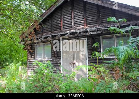 Eversley, United Kingdom - Sep 21, 2025: A weathered, wooden cabin sitting abandoned amidst lush green foliage and ferns in Eversley, United Kingdom. Stock Photo