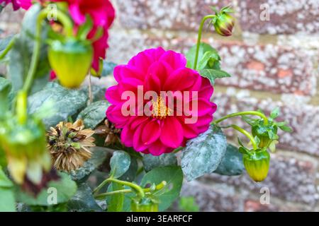 A vibrant magenta dahlia flower in full bloom, surrounded by green buds and leaves against a blurred brick wall background. Stock Photo