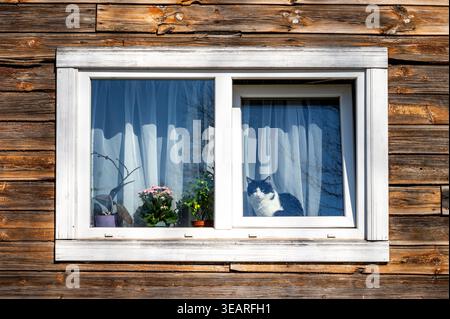Tuxedo cat looking out through window of old wooden house with blooming flowers, waiting for spring Stock Photo