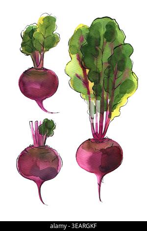 Beetroot carrots painted in watercolor on a white background. Sketch food. Stock Photo