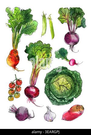 Vegetables food illustrations. Watercolor and ink sketches. Beets, cabbage, tomatoes, radishes, peas, rutabaga Stock Photo