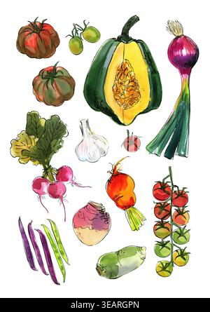 Vegetables food illustrations. Watercolor and ink sketches. Tomatoes, pumpkin, red onion, rutabaga, beans, garlic Stock Photo
