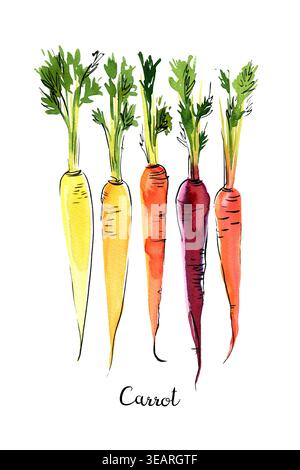 Vegetables food illustrations. Watercolor and ink sketches. Carrots with tops Stock Photo