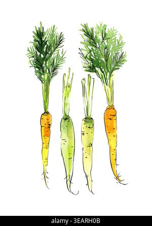 Vegetables food illustrations. Watercolor and ink sketches. Carrots with tops Stock Photo