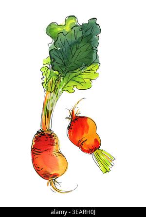 Vegetables food illustrations. Watercolor and ink sketches. Beetroot with tops Stock Photo