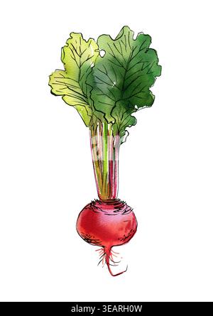 Vegetables food illustrations. Watercolor and ink sketches. Beetroot with tops Stock Photo