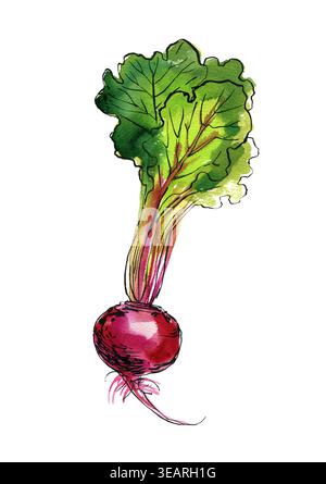 Vegetables food illustrations. Watercolor and ink sketches. Beetroot with tops Stock Photo
