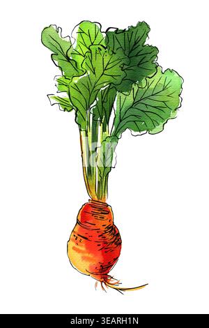 Vegetables food illustrations. Watercolor and ink sketches. Beetroot with tops Stock Photo