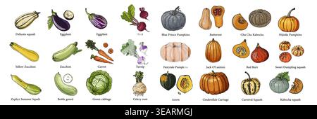 Vector poster with colorful hand drawn illustrations of seasonal vegetables. Pumpkin Stock Vector