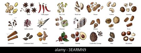 Vector food illustration colorful hand drawn nuts, spices Stock Vector