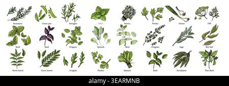Vector food illustration colorful hand drawn vegetables, herbs Stock Vector