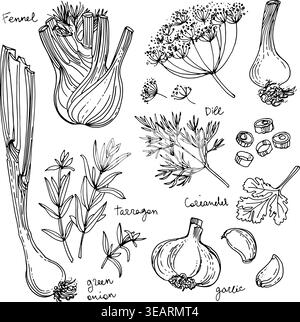 Herbs. Spices. Herb drawn black lines on a white background. Vector illustration. Fennel, dill, coriander, tarragon, green onion, garlic Stock Vector