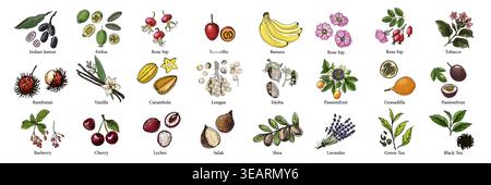 Vector food illustration colorful hand drawn berries, fruits Stock Vector