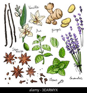 Color herbs. Spices. Herb drawn black lines on a white background. Vector illustration. Vanilla, mint, ginger, star anise, lavender, clover Stock Vector