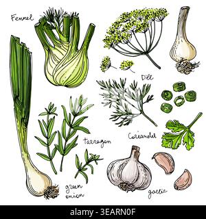 Herbs. Spices. Herb drawn black lines on a white background. Vector illustration. Fennel, dill, coriander, tarragon, green onion, garlic Stock Vector