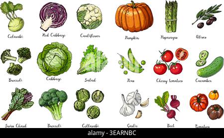 Set of colored vegetables. Fresh food. Pumpkin, tomato, cabbage, lettuce, asparagus sprouts line drawn on a white background. Vector illustration. Stock Vector
