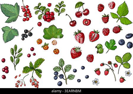 Berries and leaves. Wild berries painted line on a white background. Cranberry, cranberries, currants, raspberries, strawberries, blueberries Stock Vector