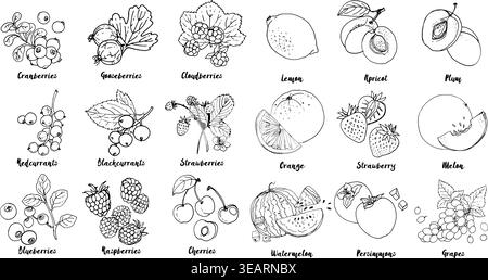 Set of fruits, berries and leavesdrawn a line on a white background. Vector sketch. Sketch line. Lemon, apricot, plum, orange, strawberry Stock Vector