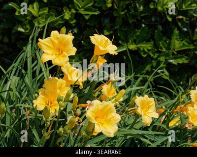 Daffodil or narcissus of the amaryllidaceae family of bright yellow and early blooming garden flower grown in home gardens. Stock Photo
