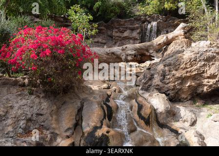small waterfall of water falling between stones with a red flowering bush to one side Stock Photo