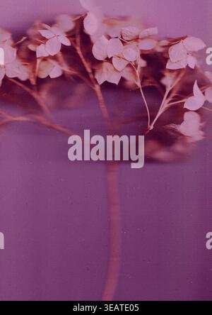 Artistic botanical macro photography of hydrangea flowers with a vintage film effect, featuring vibrant purple tones, grainy textur. Stock Photo