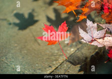 Autumn Pond with Red Maple Leaves Floating A colorful autumn image of maple leaves floating on a pond. Stock Photo