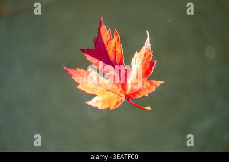 Pond with Red Maple Leaf Floating A colorful autumn image of a maple leaf floating on a pond. Stock Photo